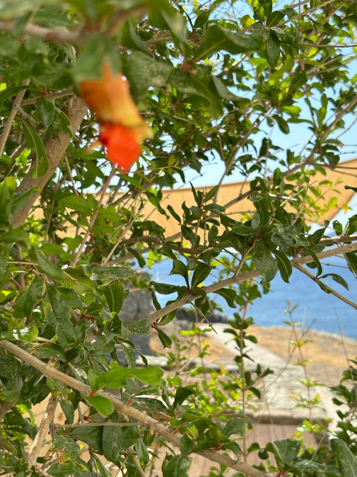 Almyra Yellow Villa Kythnos Ngoại thất bức ảnh